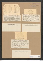 Campylodiscus nitens Castr. (de-Toni-Nr.: Genus 57, Species 2516) Zeichnungen Sammlung Grunow Nr. 5027 (NHMW-BOT-W0373283)